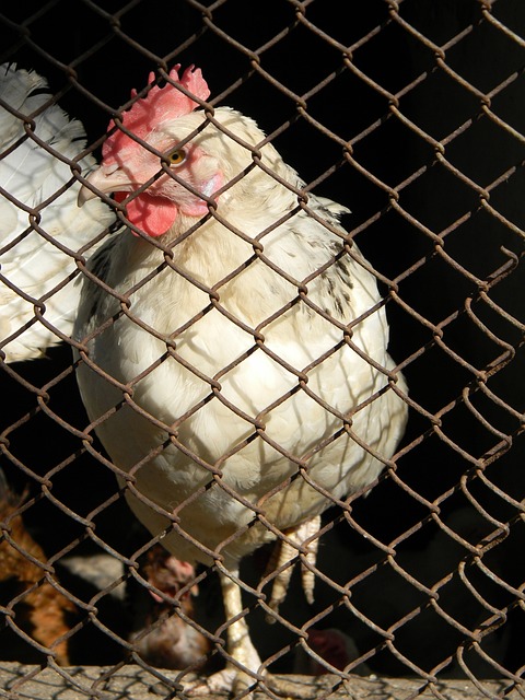 球队的核心 球队的核心